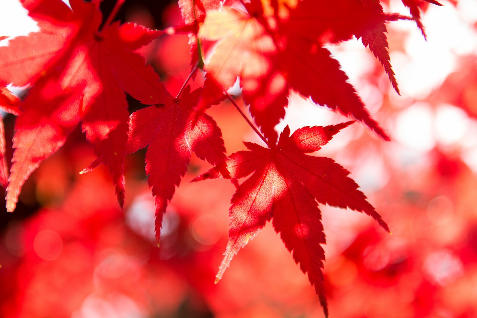 高野山の紅葉の見頃の時期と混雑予想 ライトアップ スポットは ヒデくんのなんでもブログ