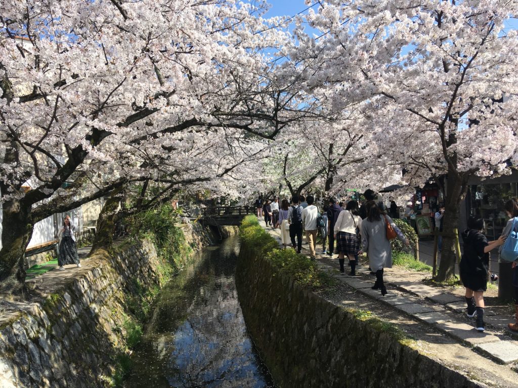 哲学の道 桜の見頃21アクセス 駐車場 桜まつりや混雑予想 ヒデくんのなんでもブログ