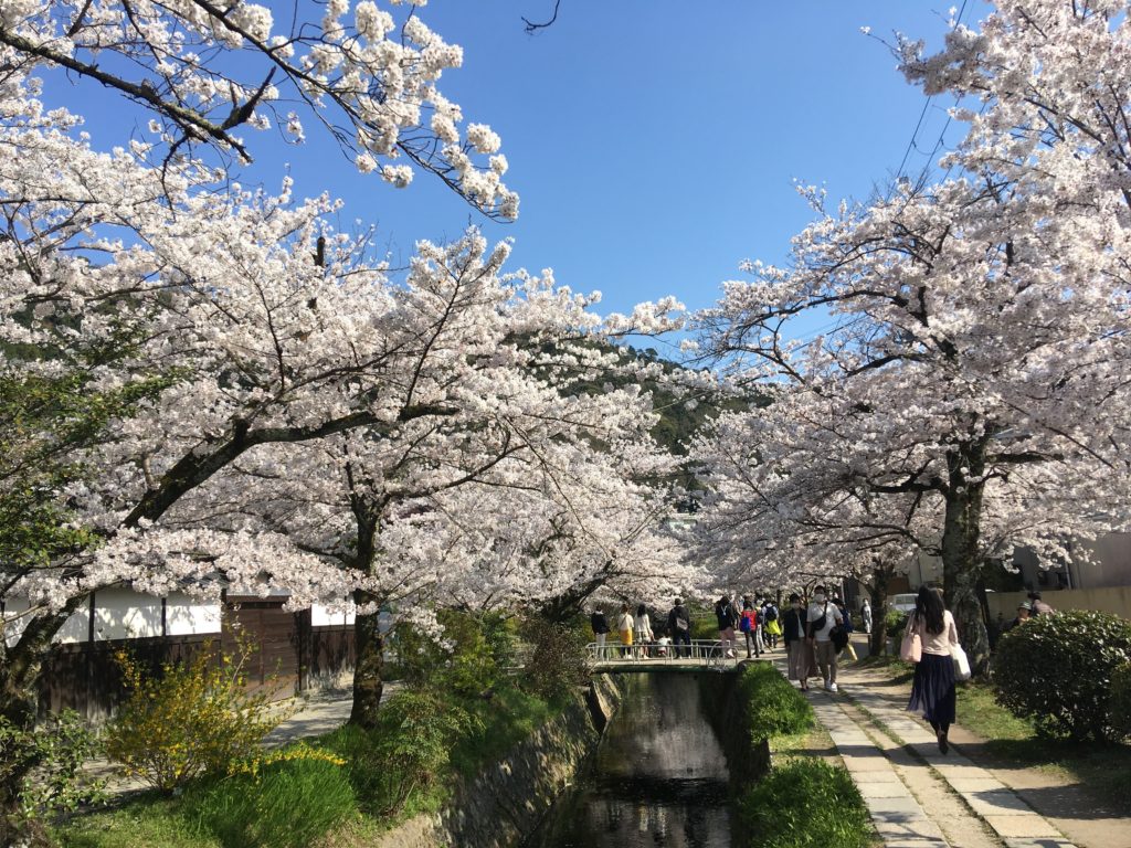 哲学の道 桜の見頃21アクセス 駐車場 桜まつりや混雑予想 ヒデくんのなんでもブログ