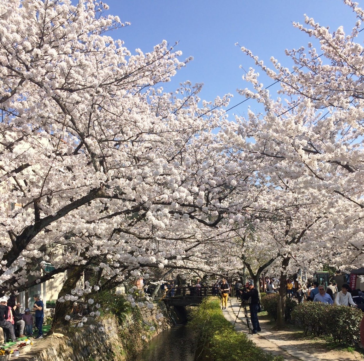 哲学の道 桜の見頃21アクセス 駐車場 桜まつりや混雑予想 ヒデくんのなんでもブログ