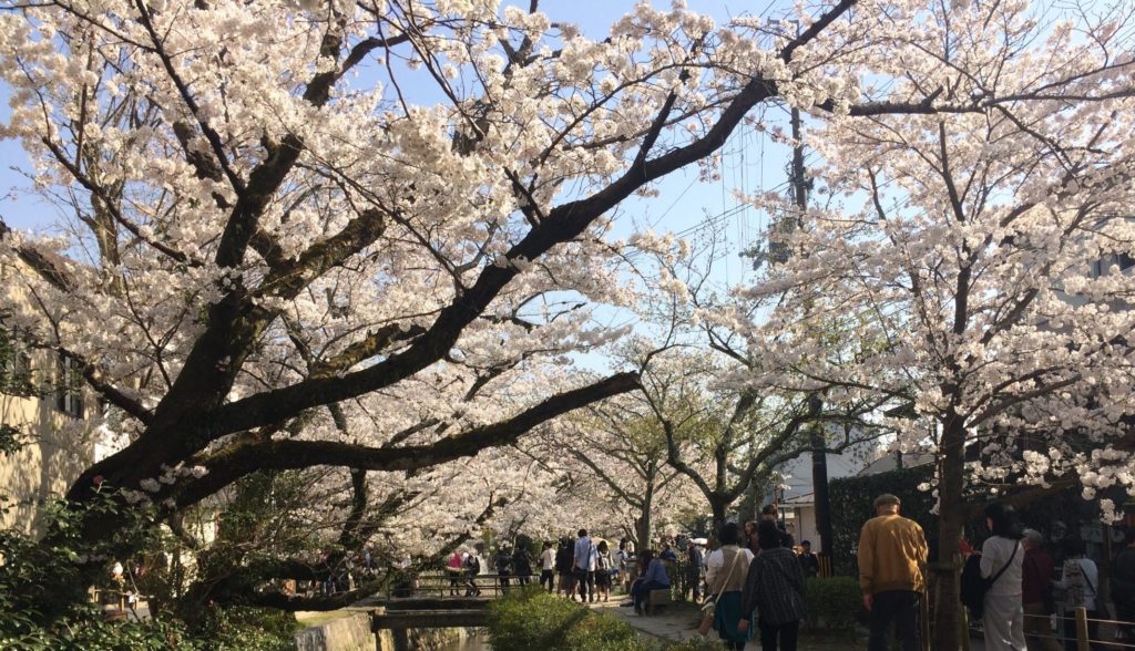 哲学の道 桜の見頃21アクセス 駐車場 桜まつりや混雑予想 ヒデくんのなんでもブログ