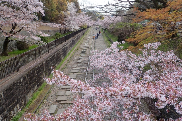 蹴上インクラインの桜の見頃とアクセスや駐車場情報 南禅寺が近い ヒデくんのなんでもブログ