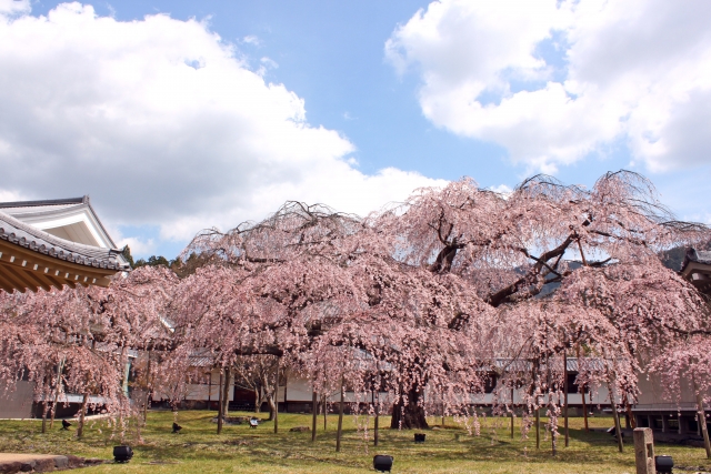 醍醐寺の桜の見頃と混雑予想 アクセスや駐車場情報 桜まつりはある ヒデくんのなんでもブログ