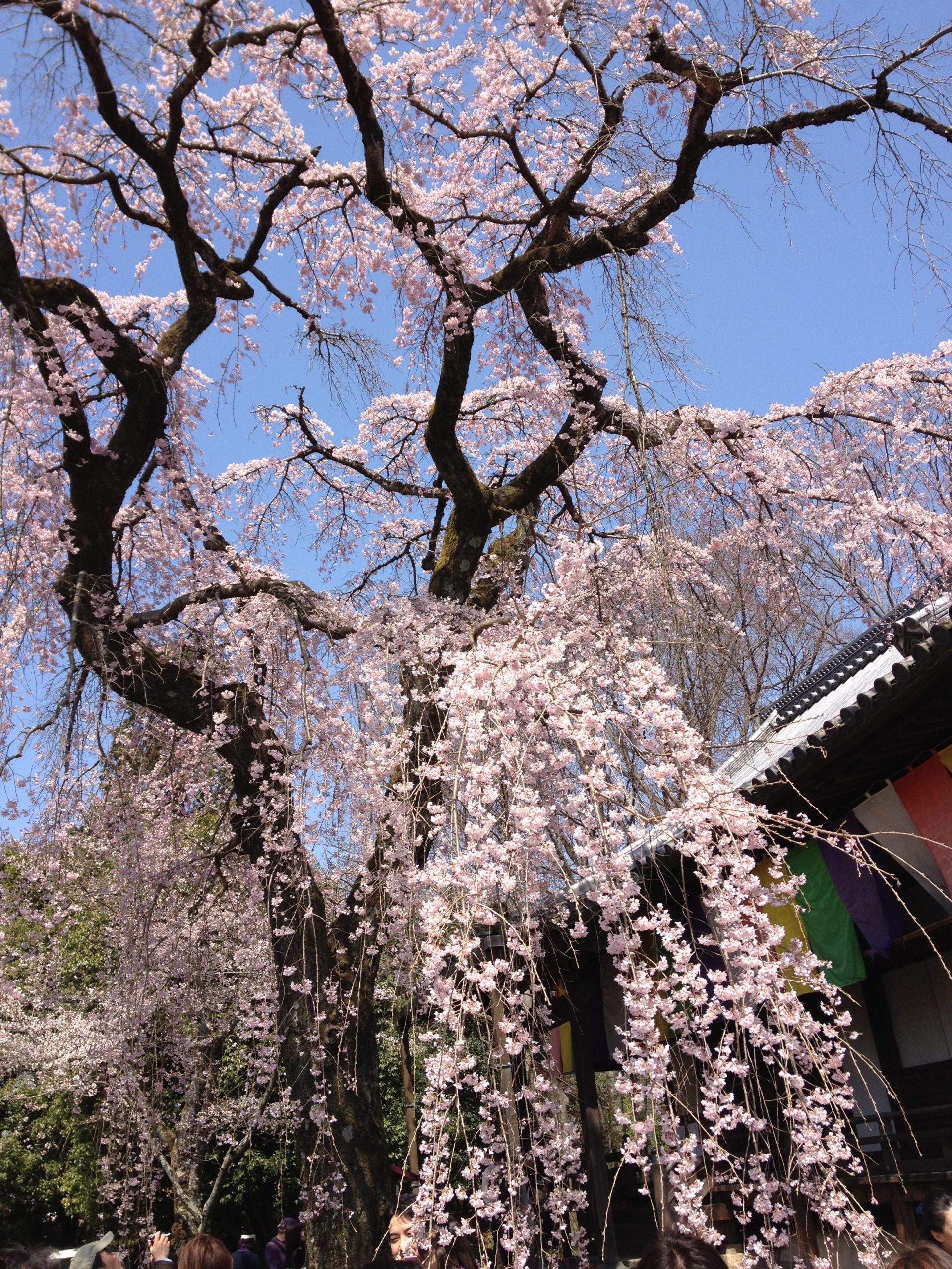 醍醐寺の桜の見頃と混雑予想 アクセスや駐車場情報 桜まつりはある ヒデくんのなんでもブログ