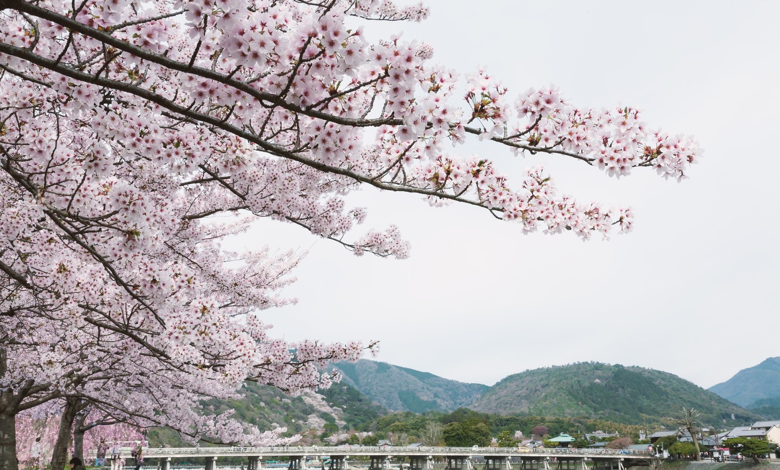京都 嵐山の桜の見頃や名所と食べ歩き 駐車場とアクセス情報も ヒデくんのなんでもブログ