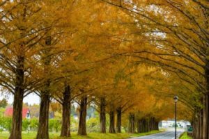 日光の紅葉の渋滞 混雑予測と見頃時期 紅葉スポットはどこ ヒデくんのなんでもブログ