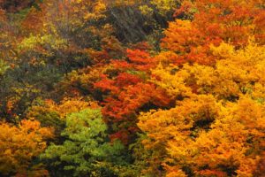 高野山の紅葉の見頃の時期と混雑予想 ライトアップ スポットは ヒデくんのなんでもブログ
