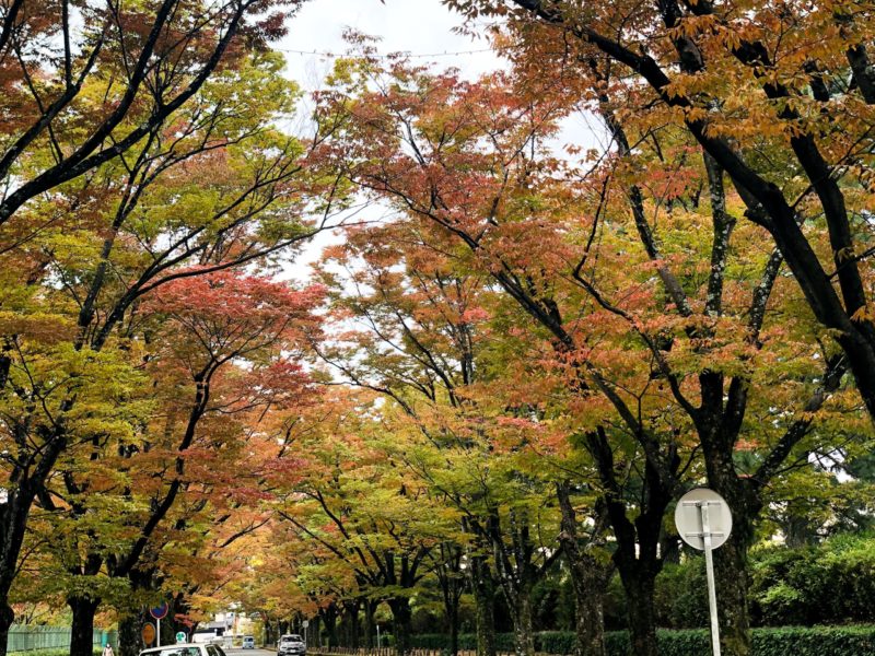 京都府立植物園の紅葉21見頃はいつ 駐車場の混雑情報も ヒデくんのなんでもブログ