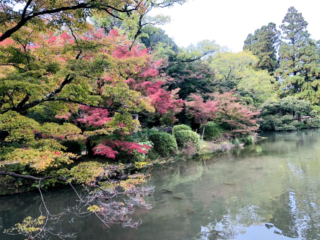 京都府立植物園の紅葉21見頃はいつ 駐車場の混雑情報も ヒデくんのなんでもブログ