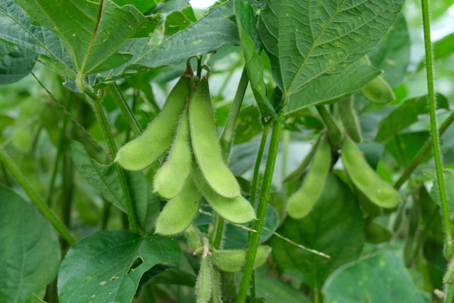エダマメ枝豆の収穫時期の見極め方は 目安やタイミング最適期はいつ ヒデくんのなんでもブログ