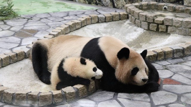 上野動物園パンダの公開はいつ 予約や整理券が必要になる ヒデくんのなんでもブログ