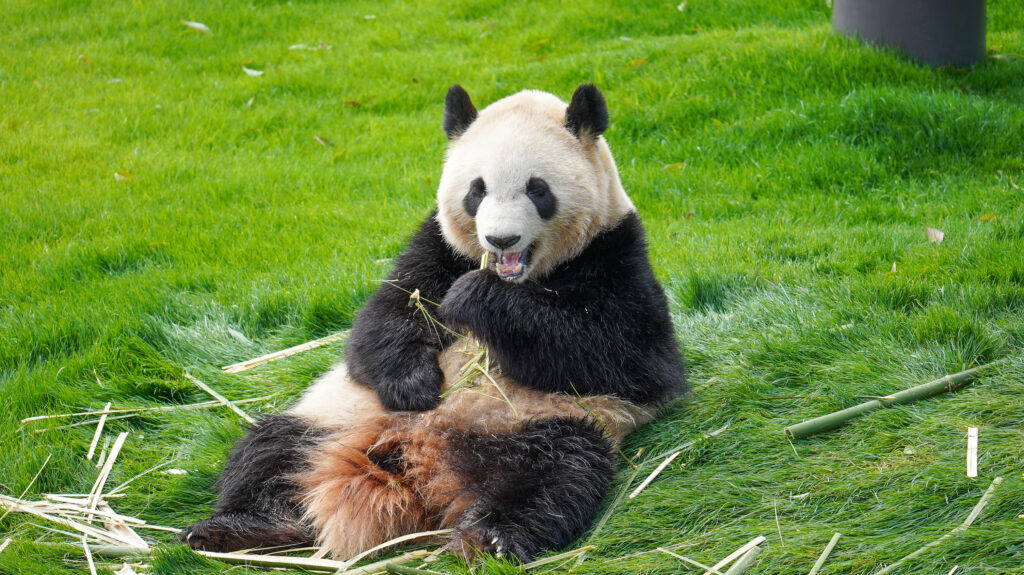 上野動物園双子パンダの公開はいつ 予約や整理券が必要になる ヒデくんのなんでもブログ